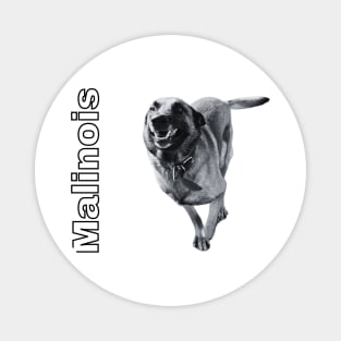 Malinois - Belgian Shepherd Dog in action Magnet